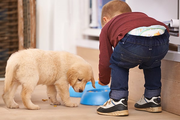 Child feeding a dog